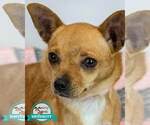 Small Chihuahua Mix
