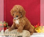 Small #4 Goldendoodle