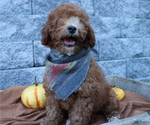 Small Photo #4 Poodle (Miniature) Puppy For Sale in HONEY BROOK, PA, USA