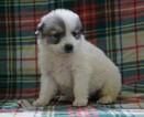 Small Photo #2 Great Pyrenees Puppy For Sale in FREDERICKSBG, OH, USA