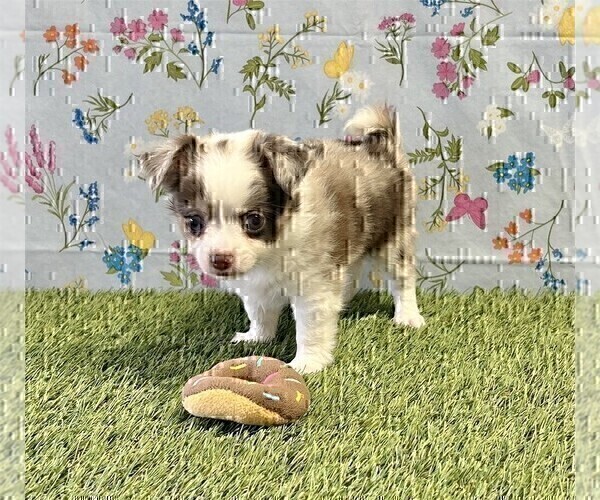 Medium Photo #9 Chihuahua Puppy For Sale in DORAL, FL, USA