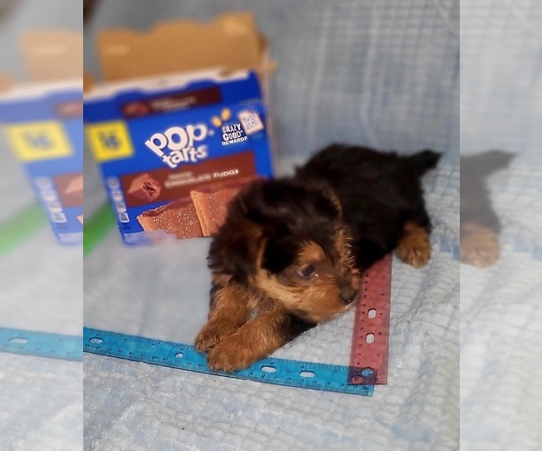 Medium Photo #41 Yorkshire Terrier Puppy For Sale in AKRON, OH, USA