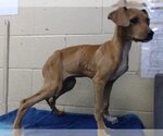 Small Photo #1 Boxer Puppy For Sale in Downey, CA, USA