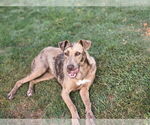 Small Catahoula Leopard Dog Mix