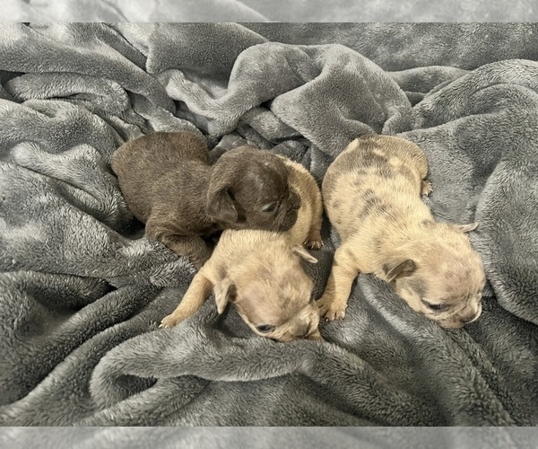 Medium Photo #28 French Bulldog Puppy For Sale in HAYWARD, CA, USA