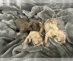 Small #27 French Bulldog