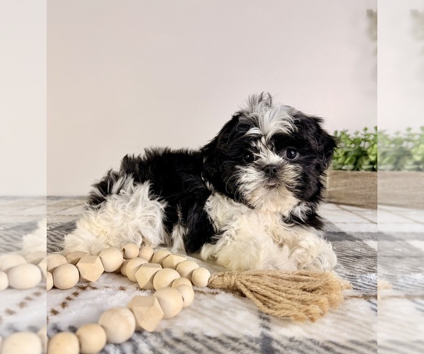 Medium Photo #3 Shih Tzu Puppy For Sale in GREENFIELD, IN, USA