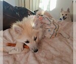 Small Photo #94 Pomsky Puppy For Sale in LOVELAND, CO, USA