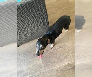 Mutt Dogs for adoption in San Antonio, TX, USA