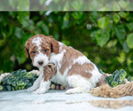 Small Photo #21 Poodle (Miniature) Puppy For Sale in WOLCOTTVILLE, IN, USA