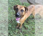 Small #4 Black Mouth Cur Mix