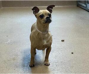 Mutt Dogs for adoption in Martinez, CA, USA