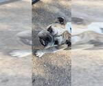 Small Bulldog