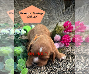 Cavalier King Charles Spaniel Puppy for sale in AUGUSTA, WI, USA