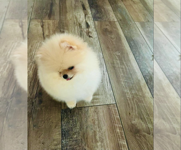 Medium Photo #4 Pomeranian Puppy For Sale in SUNNY ISL BCH, FL, USA