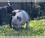 Small Photo #8 American Bully Puppy For Sale in JACKSONVILLE, FL, USA