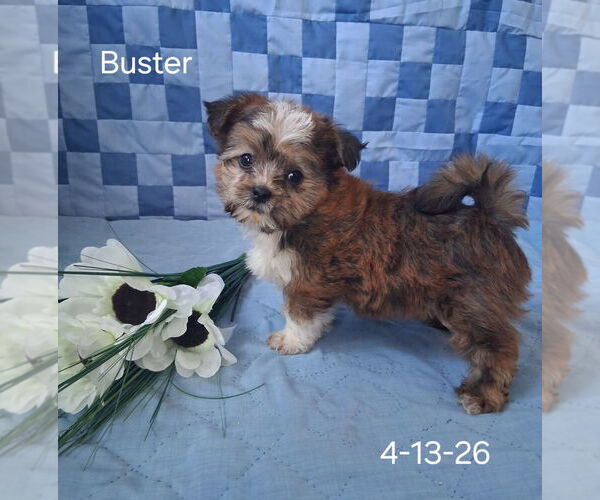 Medium Photo #2 Shorkie Tzu Puppy For Sale in MOUNT PLEASANT, MI, USA