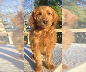 Goldendoodle Puppy for sale in CHATHAM, PA, USA