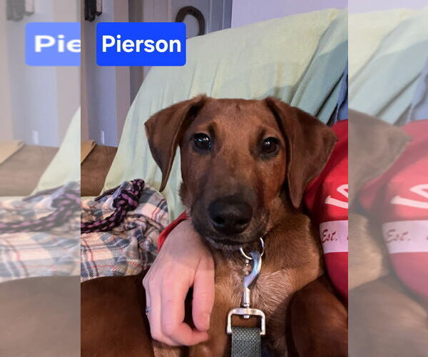 Medium Photo #7 Redbone Coonhound-Unknown Mix Puppy For Sale in Foristell, MO, USA