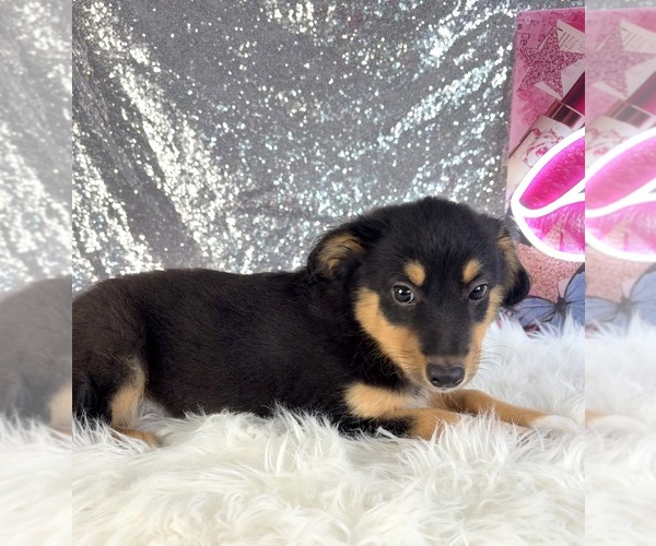 Medium Photo #5 Rat-Cha Puppy For Sale in INDIANAPOLIS, IN, USA