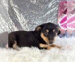 Alex - Male Rat-Cha Puppy for Sale - Photo #5