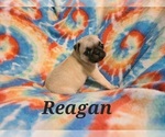 Puppy Regan Pug