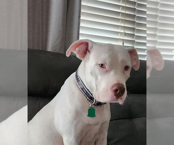 Medium Photo #1 American Staffordshire Terrier Puppy For Sale in San Antonio, TX, USA