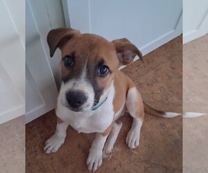 Turkey - Male Mountain Cur-Unknown Mix Dog for Adoption - Photo #2