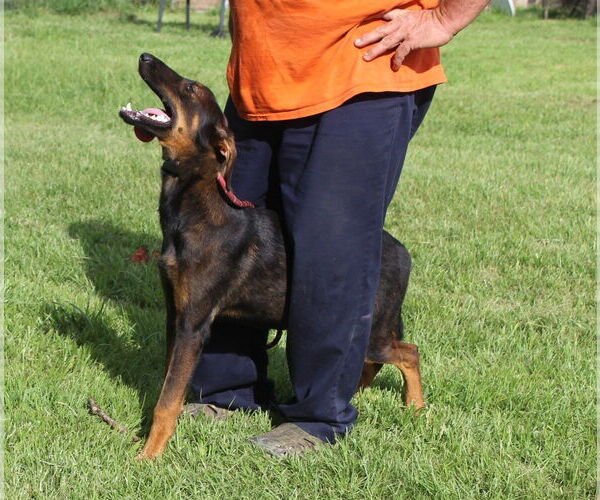 Medium Photo #2 Doberman Pinscher Puppy For Sale in Holly Hill, SC, USA