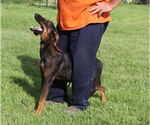 Small #1 Doberman Pinscher