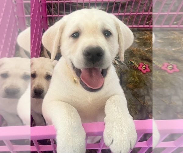 Medium Photo #2 Labrador Retriever Puppy For Sale in ASHBURNHAM, MA, USA