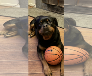Eve - Female Rottweiler Dog for Adoption - Photo #5