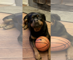 Small Photo #5 Rottweiler Puppy For Sale in White Hall, AR, USA