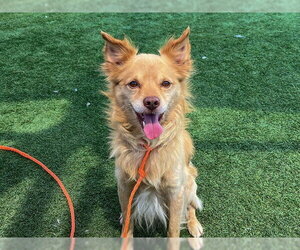 Cocker Spaniel Dogs for adoption in Orange, CA, USA