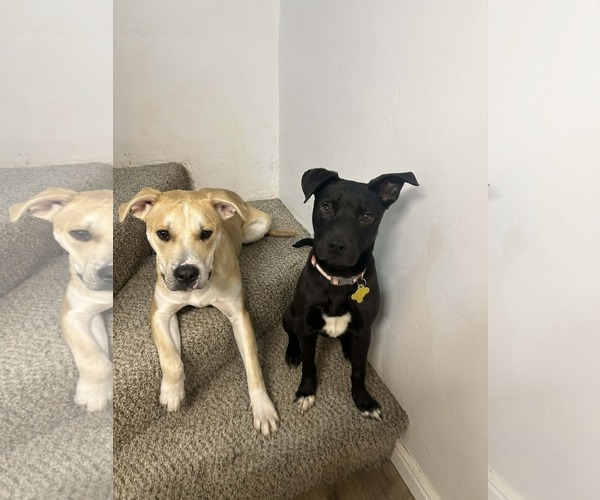 Medium Photo #9 Mutt Puppy For Sale in Sandy, UT, USA