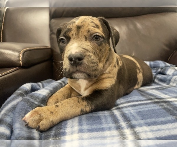 Medium Photo #38 American Bully Puppy For Sale in REESEVILLE, WI, USA