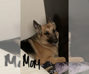 Mother of the German Shepherd Dog puppies born on 04/28/2022