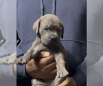 Small Photo #1 Cane Corso Puppy For Sale in MOUNT MORRIS, MI, USA