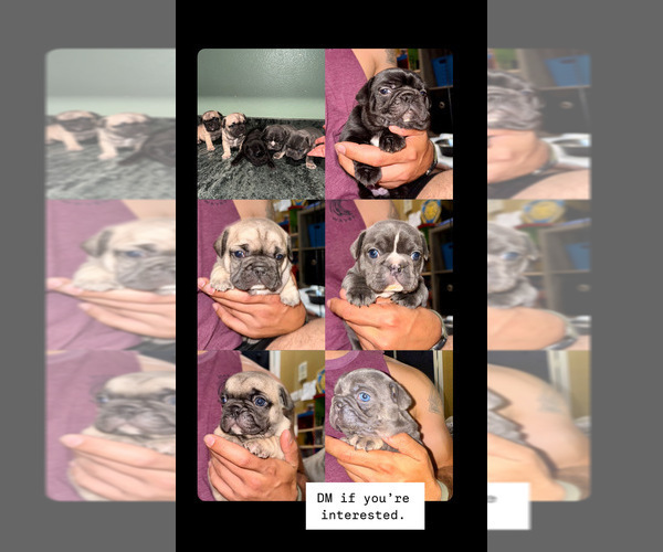 Medium Photo #7 French Bulldog Puppy For Sale in MISSION VIEJO, CA, USA
