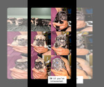 Small #6 French Bulldog