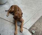 Small #15 Labrador Retriever-Rhodesian Ridgeback Mix