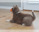 Small Photo #7 Pomsky Puppy For Sale in KANSAS CITY, MO, USA