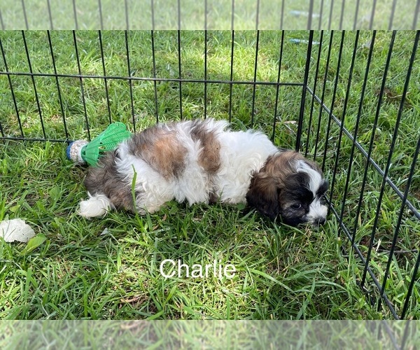 Medium Photo #3 Zuchon Puppy For Sale in MOUNT PLEASANT, MI, USA