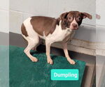 Small #1 Affenpinscher-American Pit Bull Terrier Mix