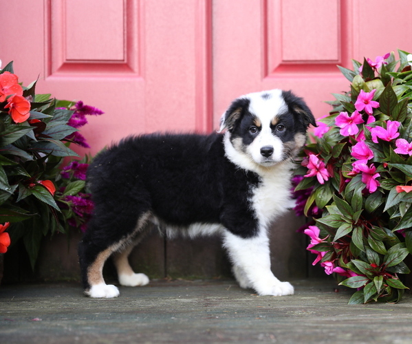Medium Photo #6 Australian Shepherd Puppy For Sale in WESTFIELD, MA, USA