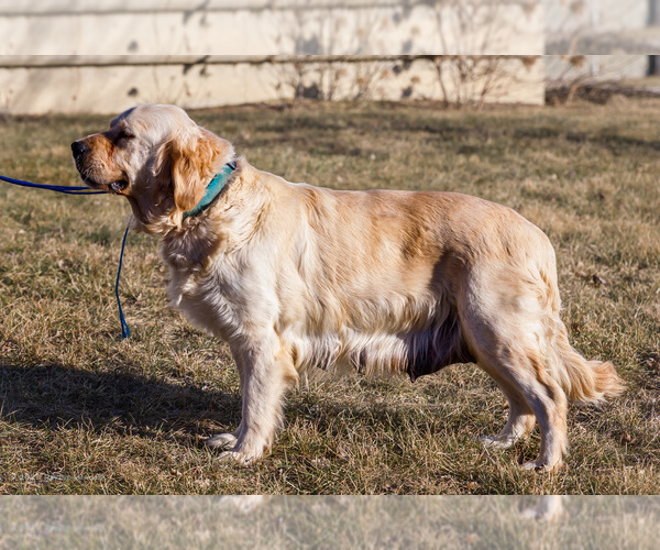 Medium Photo #1 English Cream Golden Retriever Puppy For Sale in WAKARUSA, IN, USA