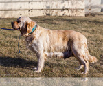 Small Photo #1 English Cream Golden Retriever Puppy For Sale in WAKARUSA, IN, USA