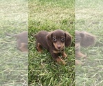 Small #4 Dachshund