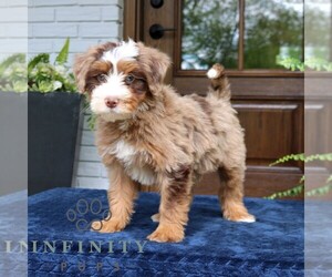 Bernedoodle (Miniature) Puppy for sale in NARVON, PA, USA