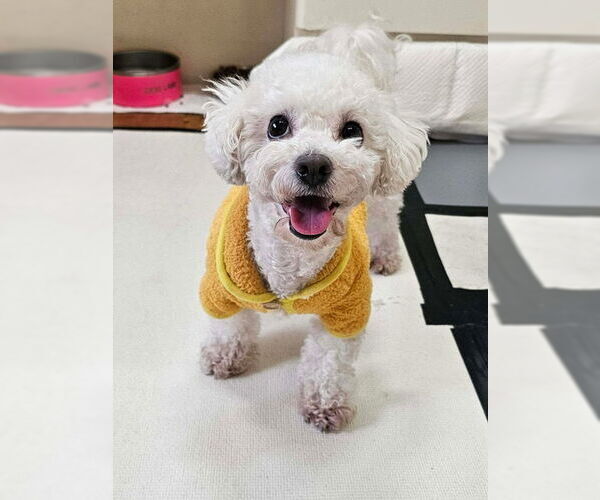 Medium Photo #3 Bichon Frise Puppy For Sale in Agoura Hills, CA, USA